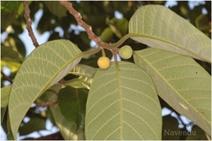 Artocarpus gomezianus subsp. zeylanicus